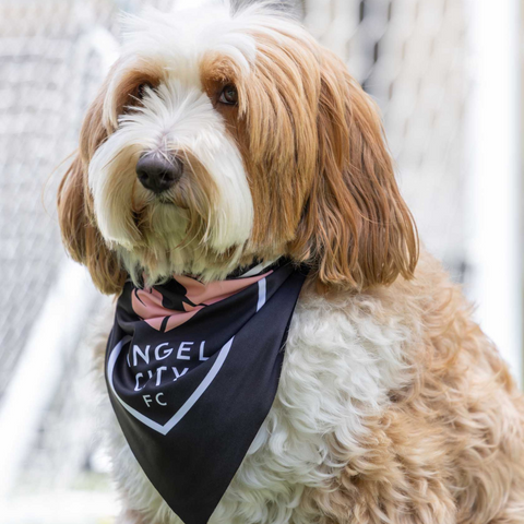 Angel City FC Black Pet Bandana with ACFC Crest